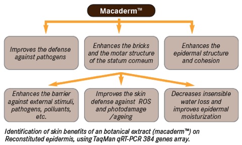MACADERM™: Firm Skin, Healthy Skin 
