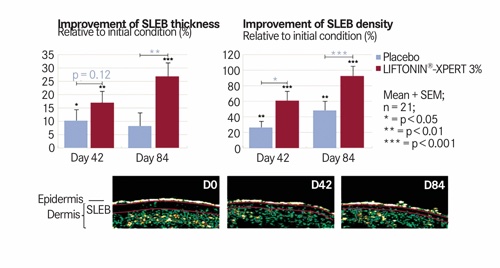 Figure 2 Liftonin-Xpert improves the dermal structure and doubles collagen density in the subepidermal area. The statistical values in violet relate to the comparison of Liftonin-Xpert with the placebo, whereas the black values relate to the comparison with the initial condition. Wilcoxon-signed rank test