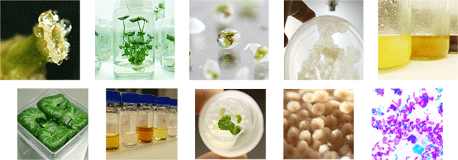 Plant Cell Culture Technology