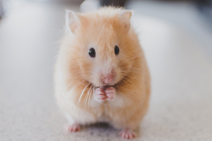 85% of Brits against the reintroduction of animal testing 
