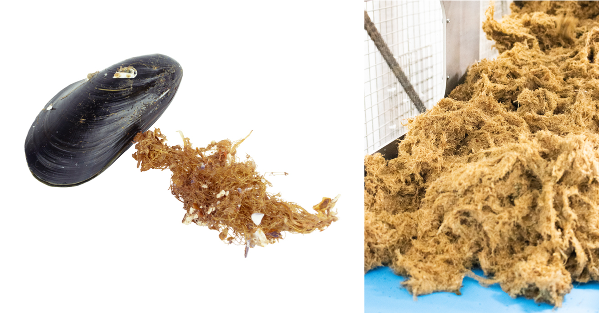 A forgotten ancient marine material is entering modern skincare