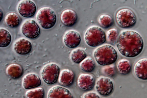 A new cosmetic active ingredient obtained biotechnologically from microalgae