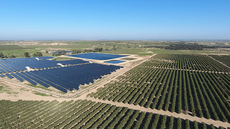 Addressing Trade Instability: Jojoba Desert Sustainable Solutions for Cost and Quality Challenges