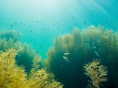 Aethic wins exclusive license to use novel seaweed compound
