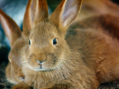 Animal testing ban reaches parliament in Taiwan