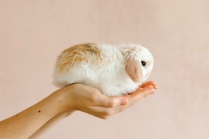 Animal testing: campaigners say EU court decision makes bans ‘meaningless’