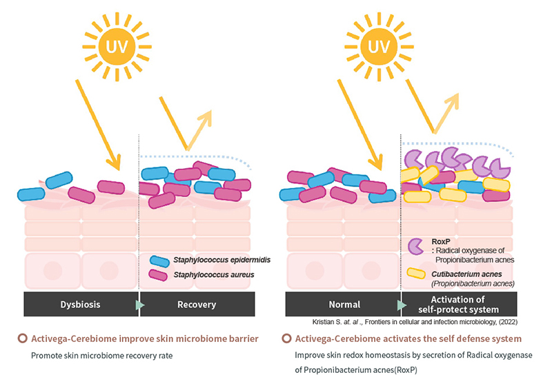 A skin microbiome solution that can improve the skin barrier damaged by UV