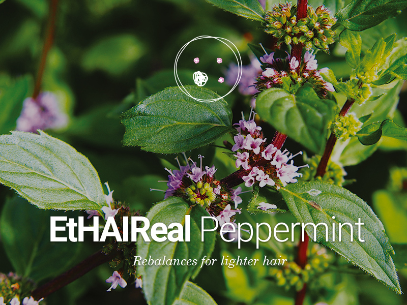 An active plant cell to combat oily hair and scalp: EtHAIReal Peppermint