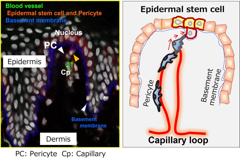 <i>Positional relationship between epidermal stem cells and pericytes</i>
