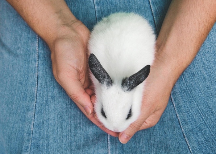 Avon backs HSI's global animal testing ban campaign