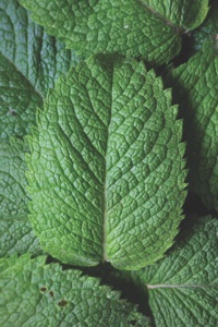 Silab’s Calmiskin uses peppermint<br> extract to soothe sensitive male <br>skin irritated by shaving