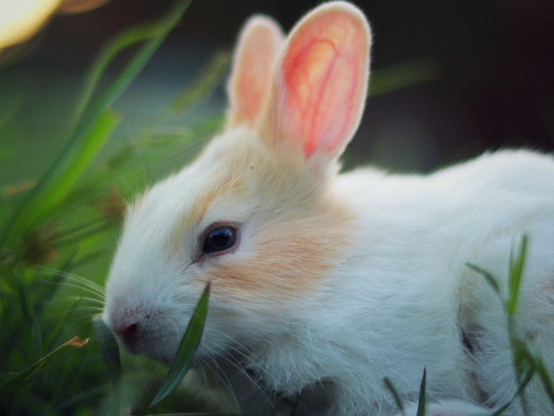 Beauty brands blast EU to end ‘back door’ animal testing in open letter 