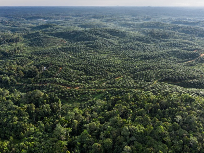 <i>Palm oil plantation in central Kalimantan, image: Matthieu Paley</i>