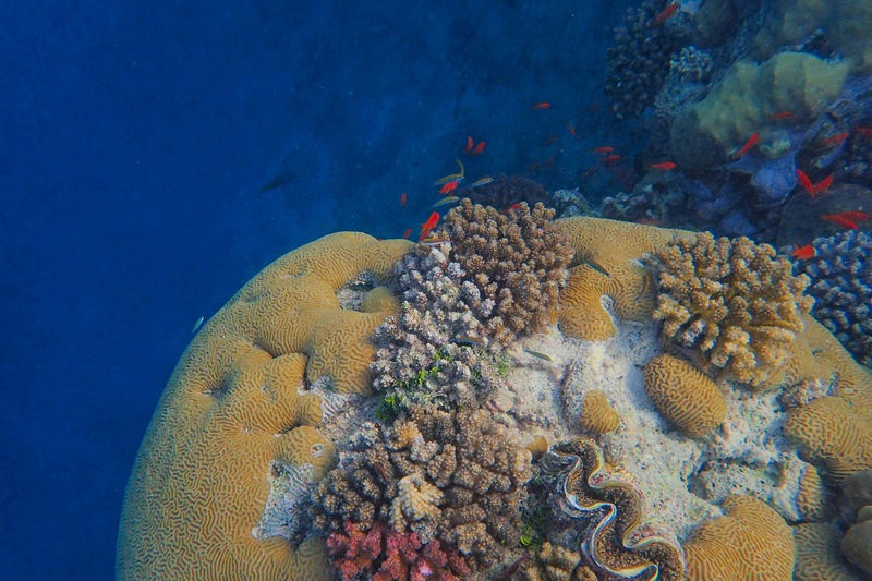 Beauty shoppers are becoming increasingly conscious of marine life in tandem with the soil (Image credit: Pexels)