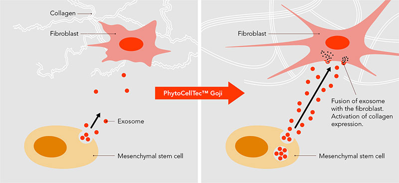 Boosting exosomes for an improved V-shaped face 