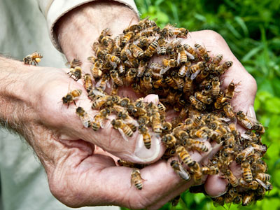 Shavitz was a keen beekeeper, which led him to set up Burt's Bees