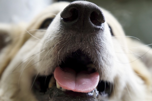 Can dogs improve cancer detection? And other topics from the IFRA UK Forum   
