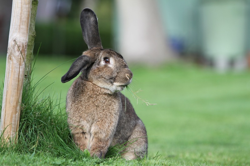 Canada poised to ban animal testing for cosmetics