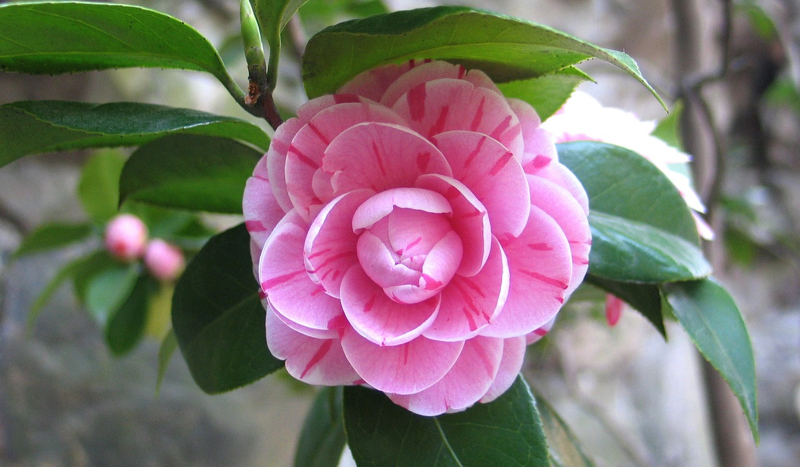 The camellia flower
