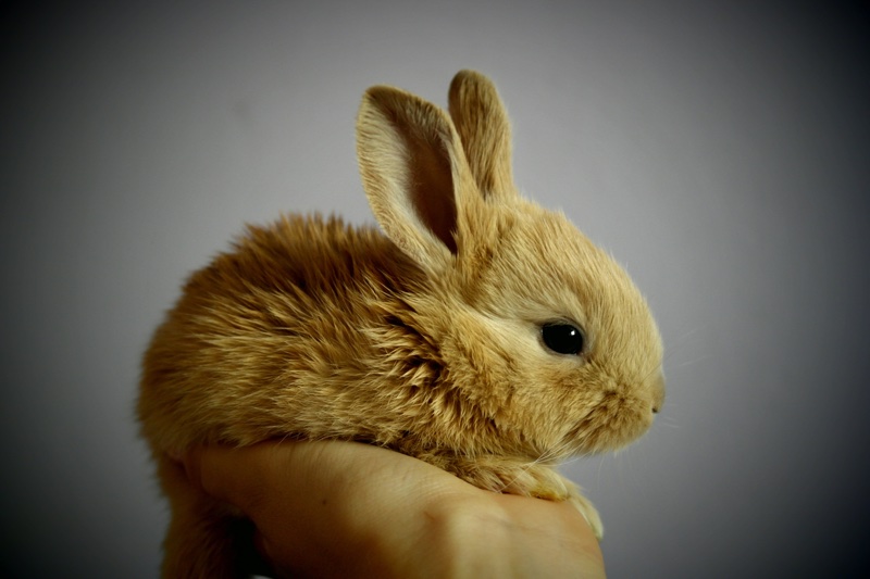 China takes step closer to cruelty-free beauty with Leaping Bunny Pilot Project
