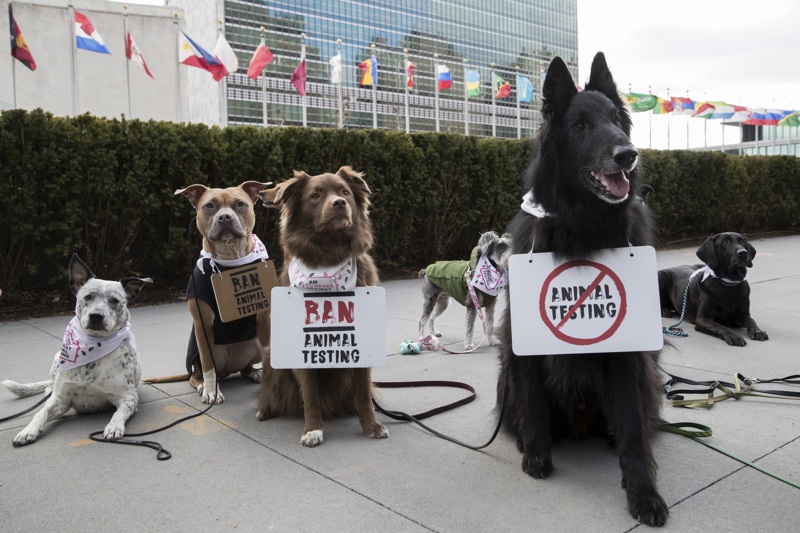 The Body Shop and Cruelty Free International's march outside the UN's HQ as part of its Forever Against Animal Testing campaign