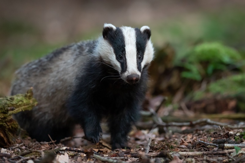 Cult Beauty bans sale of badger hair on site 