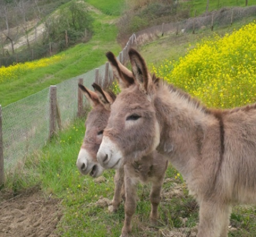 Donkey power: Oway’s two new essential oil cultivation recruits
