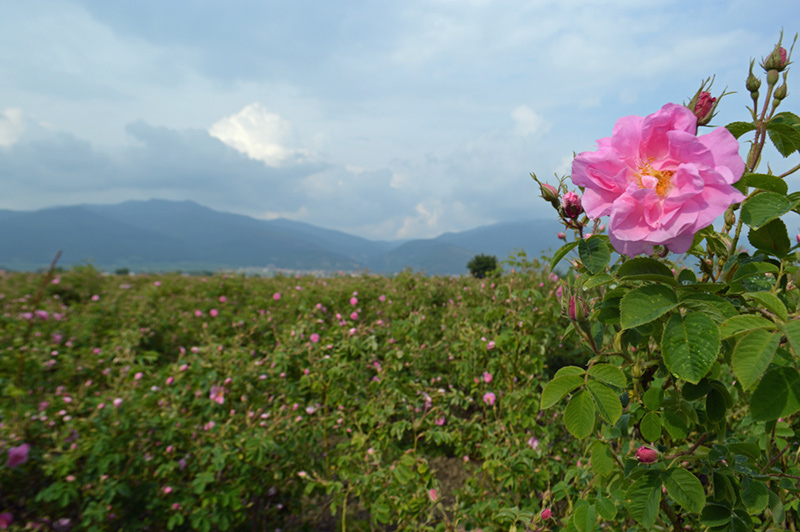 Earthoil talks about the benefits and beauty of the rose
