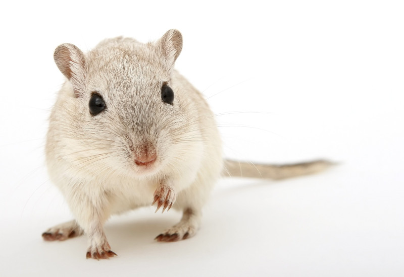 ECHA decision on animal tests for cosmetic ingredients angers campaigners
