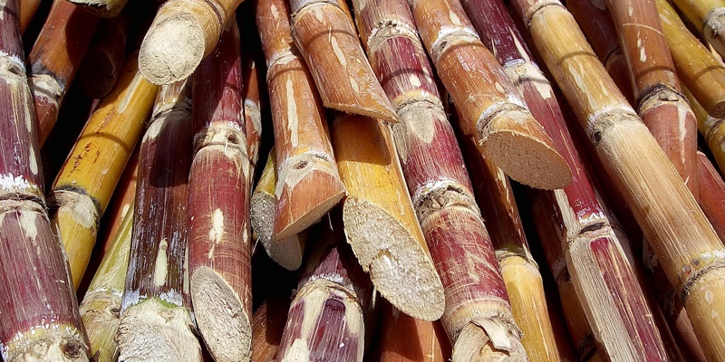 Givaudan buys Amyris’ hero ingredient brands