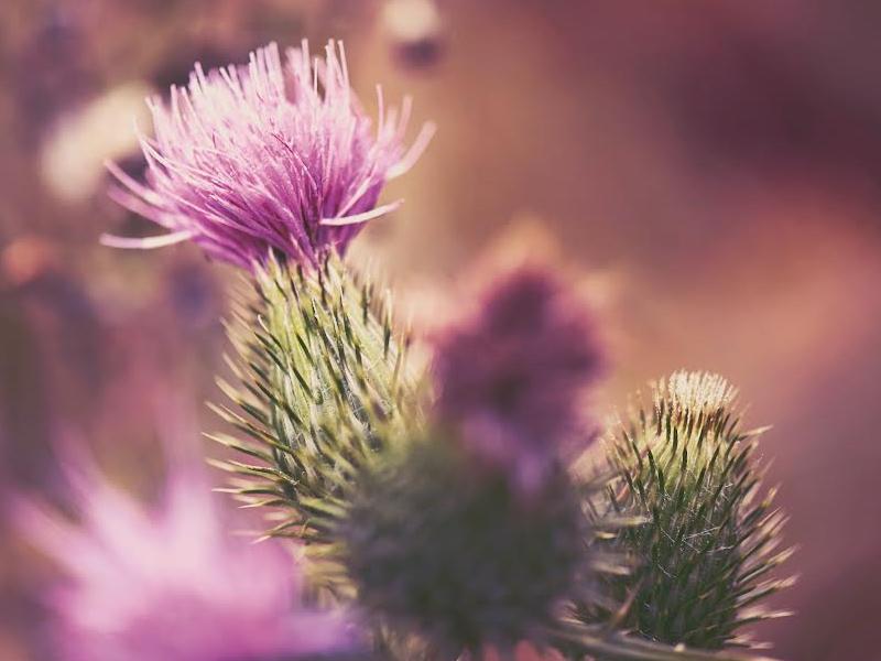 Givaudan's Siliphos is made from milk thistle extract