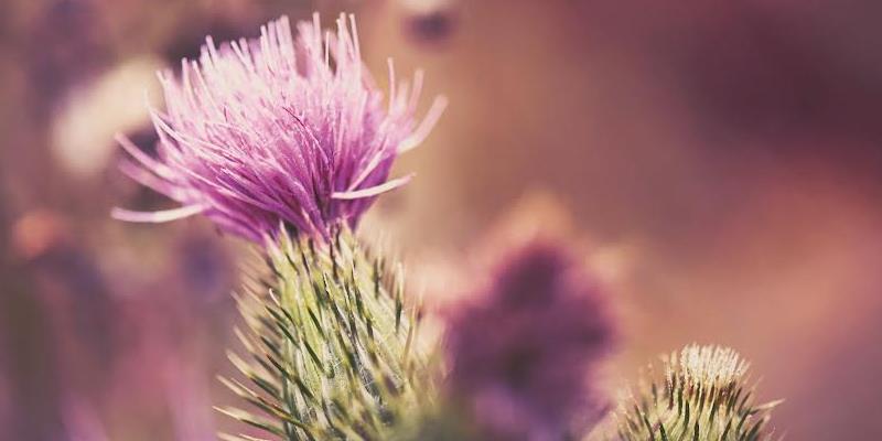 Givaudan unveils well-ageing ingredient said to outperform bakuchiol