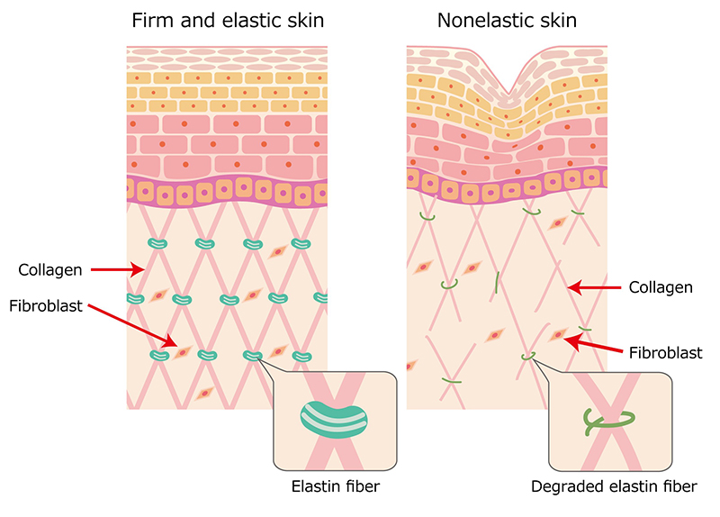 Normal skin fibroblasts were cultured with/without Glucosyl Naringin, and stained by anti-elastin antibody