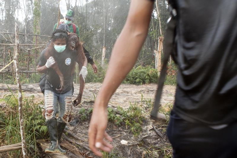 Orangutan being rescued from felled forest in Indonesia
