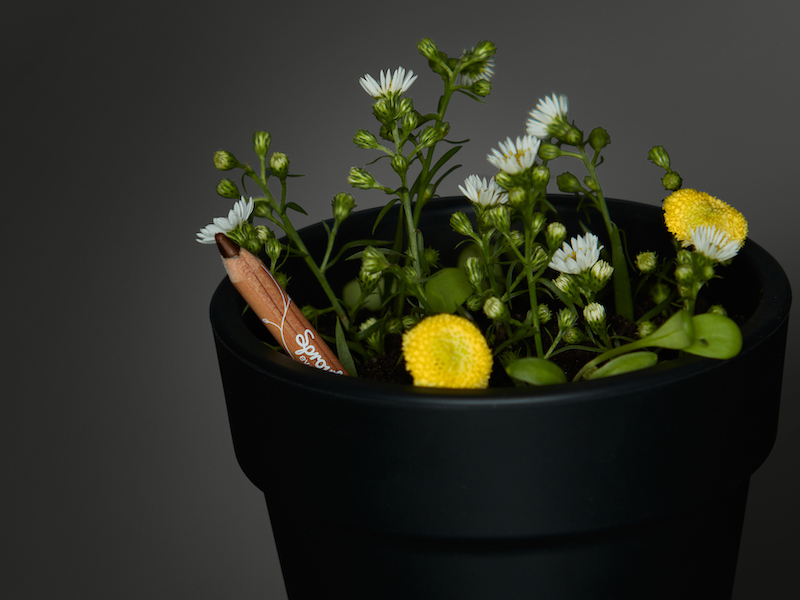 Sprout World’s brow pencils can be planted into the ground to grow flowers and herbs