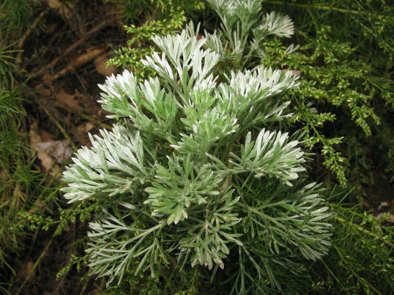HyaluGuard from Ichimaru Pharcos is an extract of flowers from Artemisia capillaris (pictured)