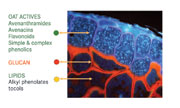 <b>Figure 2: Location of the major active phytochemicals in the oat kernel</b> 