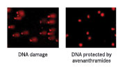 <b>Figure 6: Reduction in DNA damage</b> 
