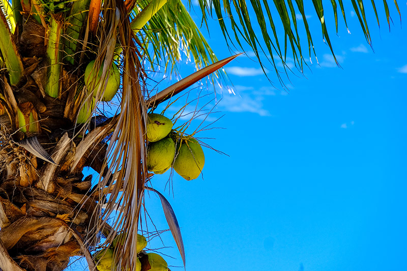 IOI Oleo introduces coconut-based MCT
