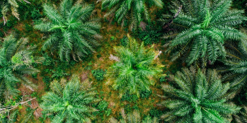 Kao to join Unilever and Geno’s venture to scale palm alternatives