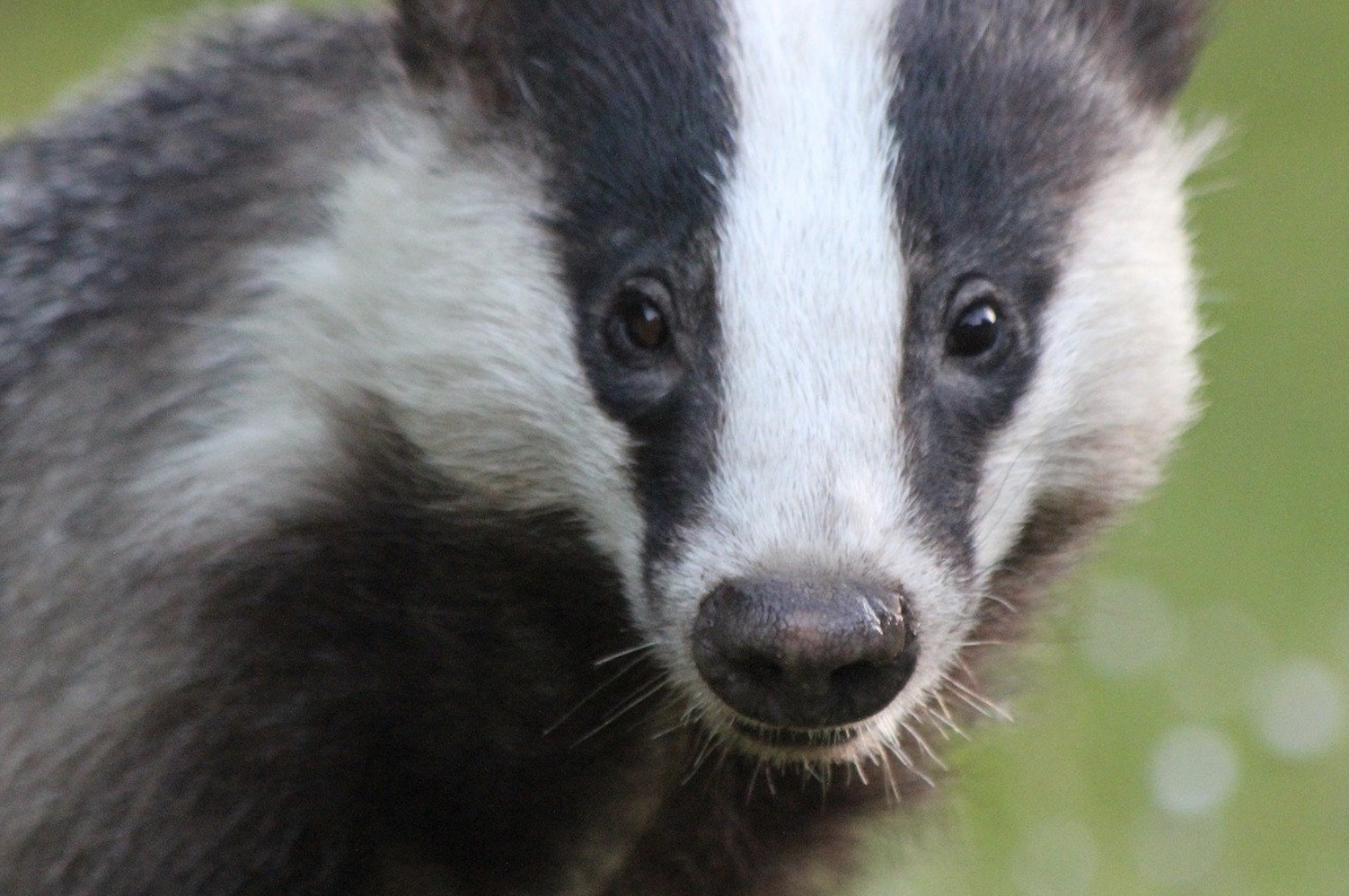 Killed for a clean shave: Why the badger deserves better from the male  grooming industry