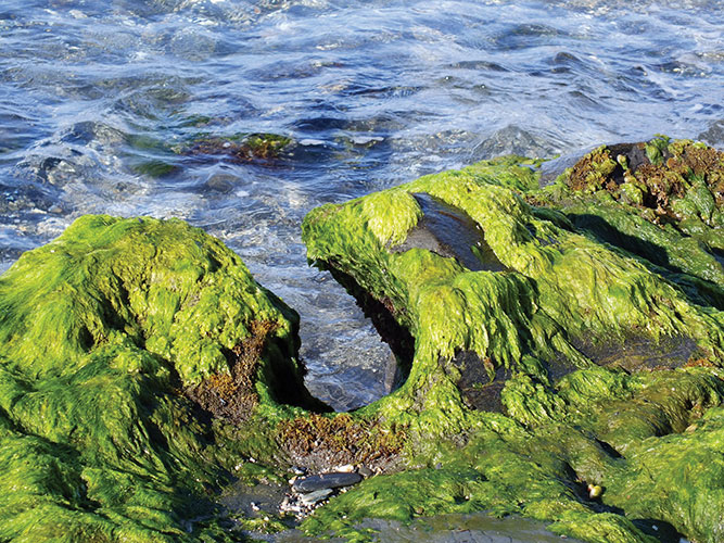 Lessonia joins algae research project