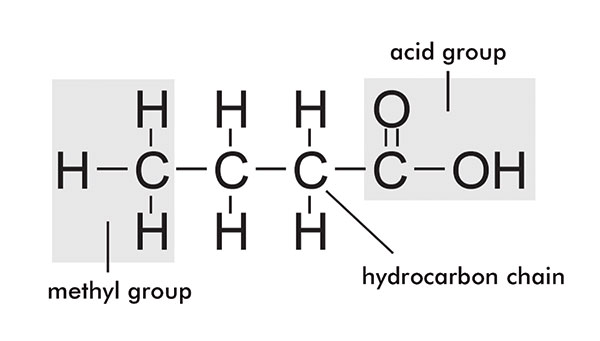 Fatty acid structure
