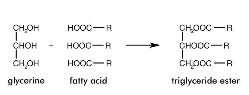 Triglycerides; R = a chain of between six and 22 carbon atoms