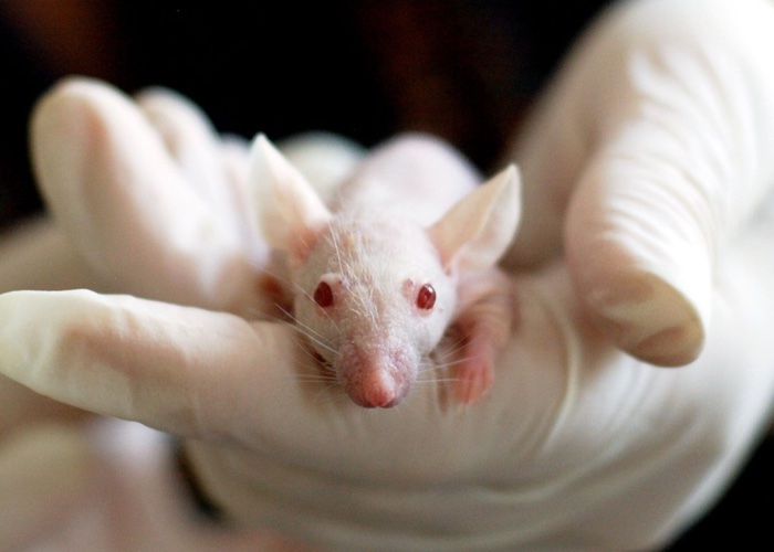 MEPs vote to phase-out the use of animals in research and testing 

