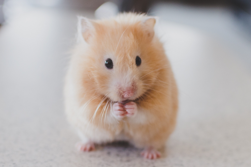  Rabbits, guinea pigs, mice, rats and hamsters are predominantly used for cosmetics testing