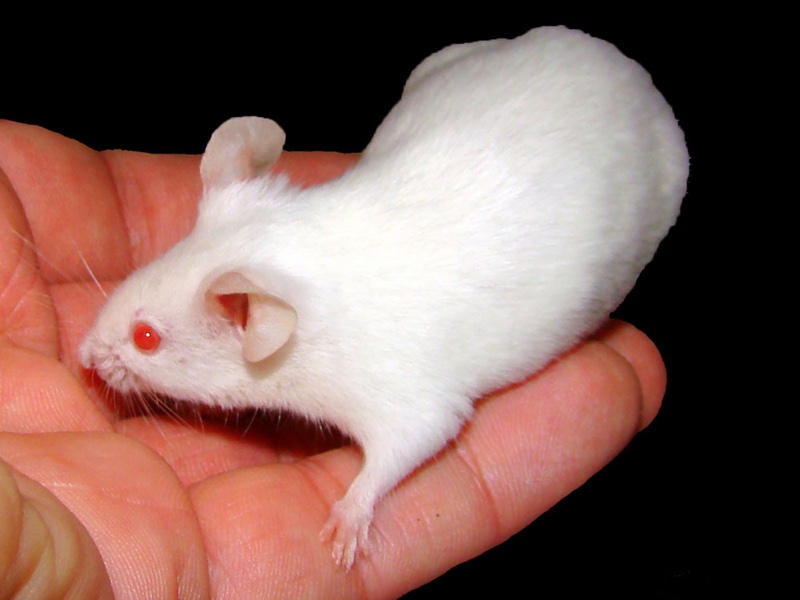 <i>White lab mouse in hand, credit: Pogrebnoj-Alexandroff via Wikimedia Commons</i>