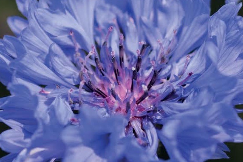 Naolys combines cornflower and vitamin C for new anti-ageing active ingredient 