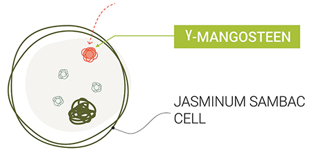 Naolys new plant cell complex fights against sun damage