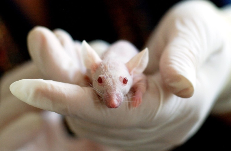 NARS China animal testing petition gains 65,000 signatures

